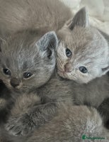 British Shorthair cats - Advert 5