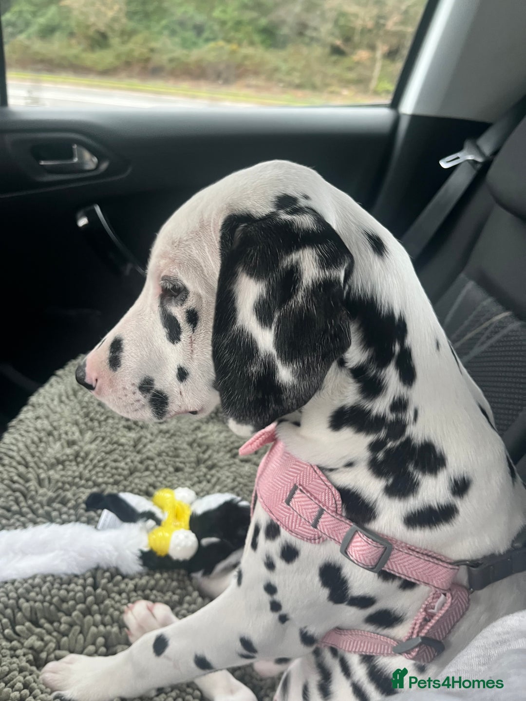 Dalmatian dogs for sale: One Dalmatian girl  - Advert 2