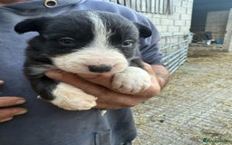 Border Collie dogs for sale: Border collie pups  - Image 19
