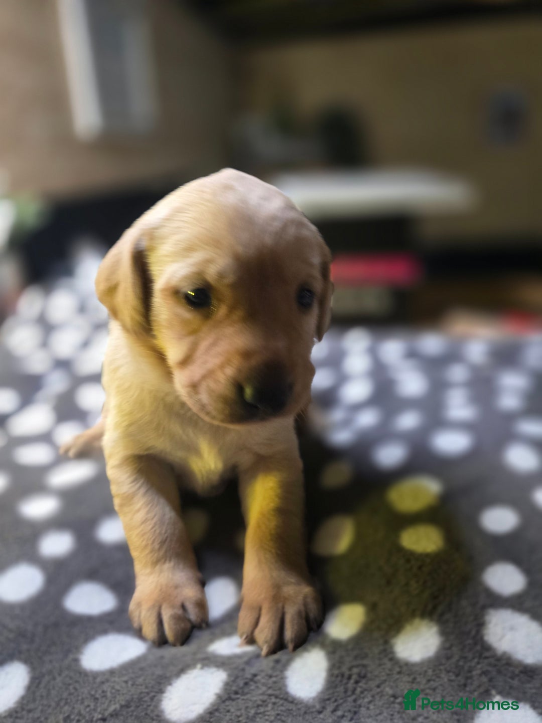 Labrador Retriever dogs for sale: Beautiful Labradors. Ready in time for Christmas - Image 25