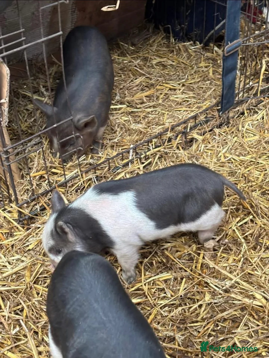 Pig livestock for sale: juliana piglets  - Advert 6