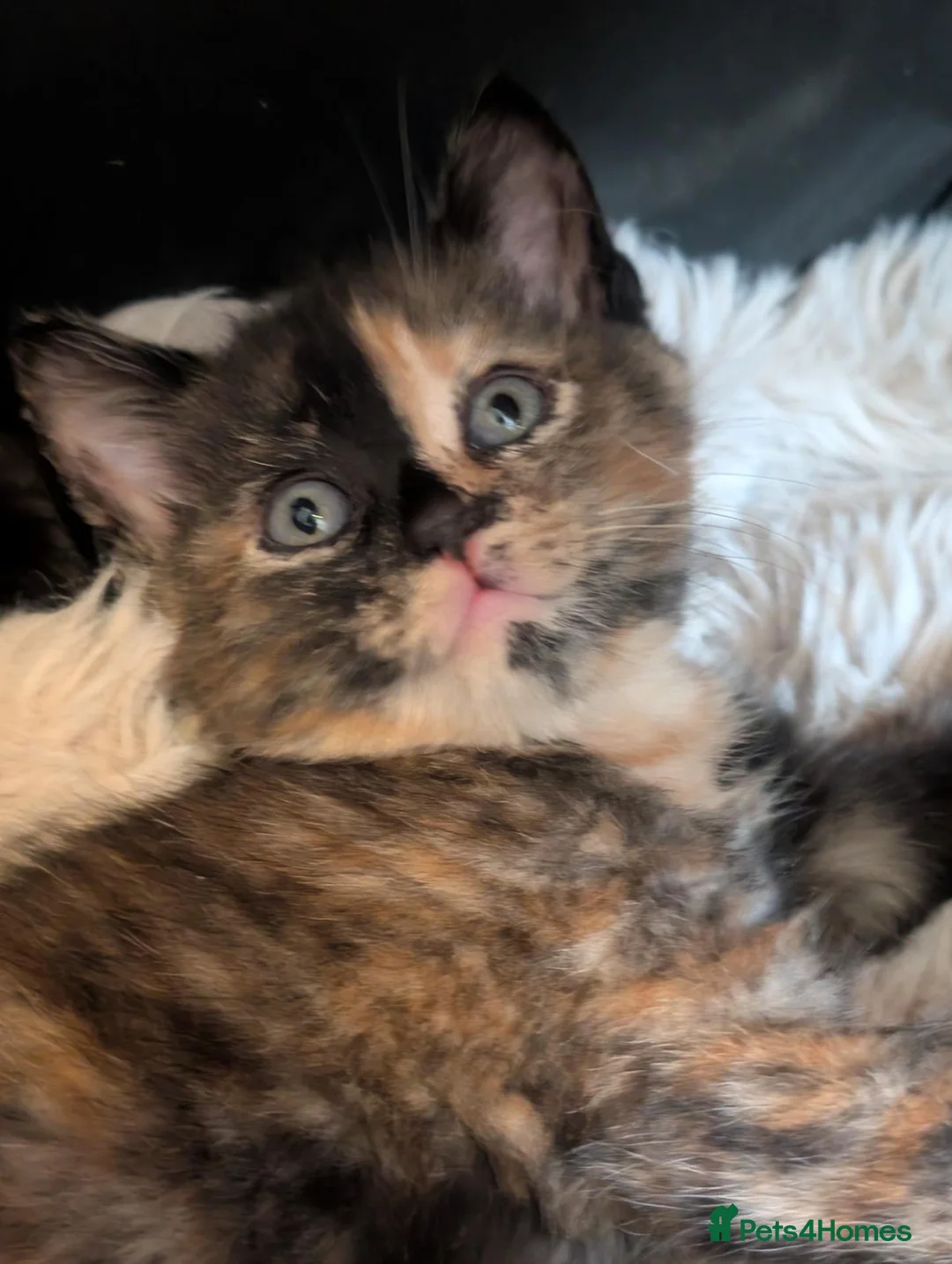 Mixed Breed cats for sale: 2 Beautiful Tortishell kittens in Perth - Advert 2
