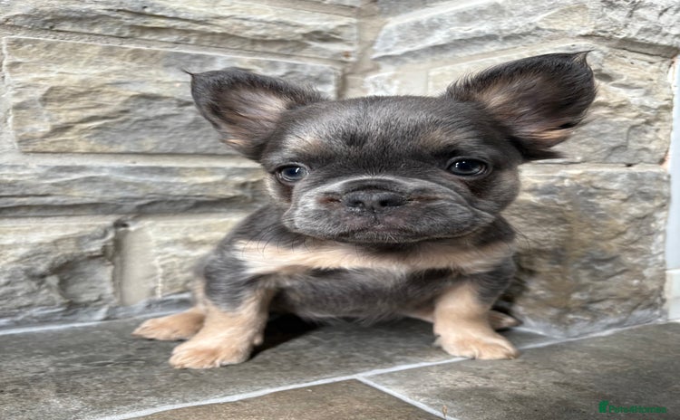 French Bulldog dogs - Advert 11