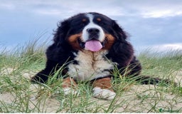 Bernese Mountain Dog dogs for sale: Beautiful Girl looking for her forever home  - Image 2
