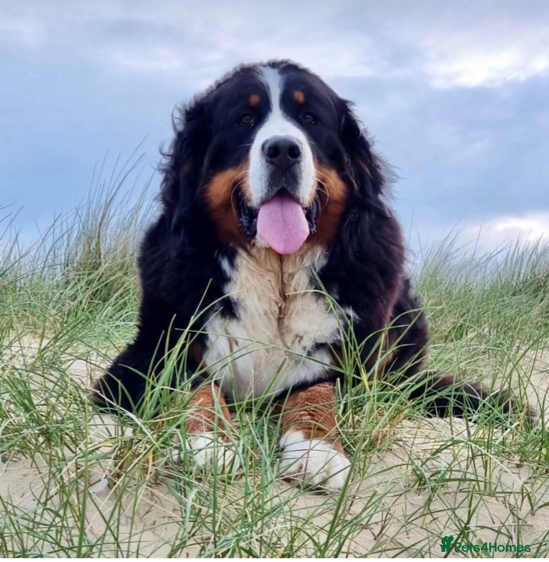 Bernese Mountain Dog dogs for sale: Beautiful Girl looking for her forever home  - Image 2