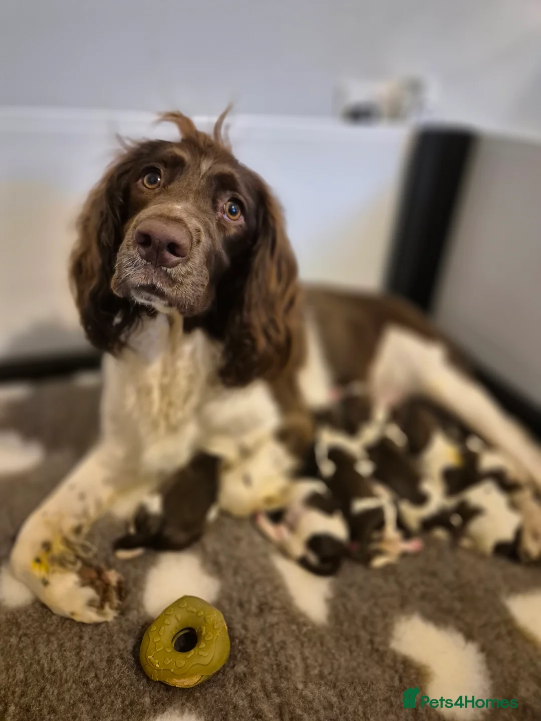 English Springer Spaniel dogs for sale:  Beautiful Liver & White Springer Spaniels - Advert 3