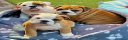 English Bulldog dogs for sale: 1 girl left! KC Bulldog Pups Champion Lines!!!!!!! - Advert 10