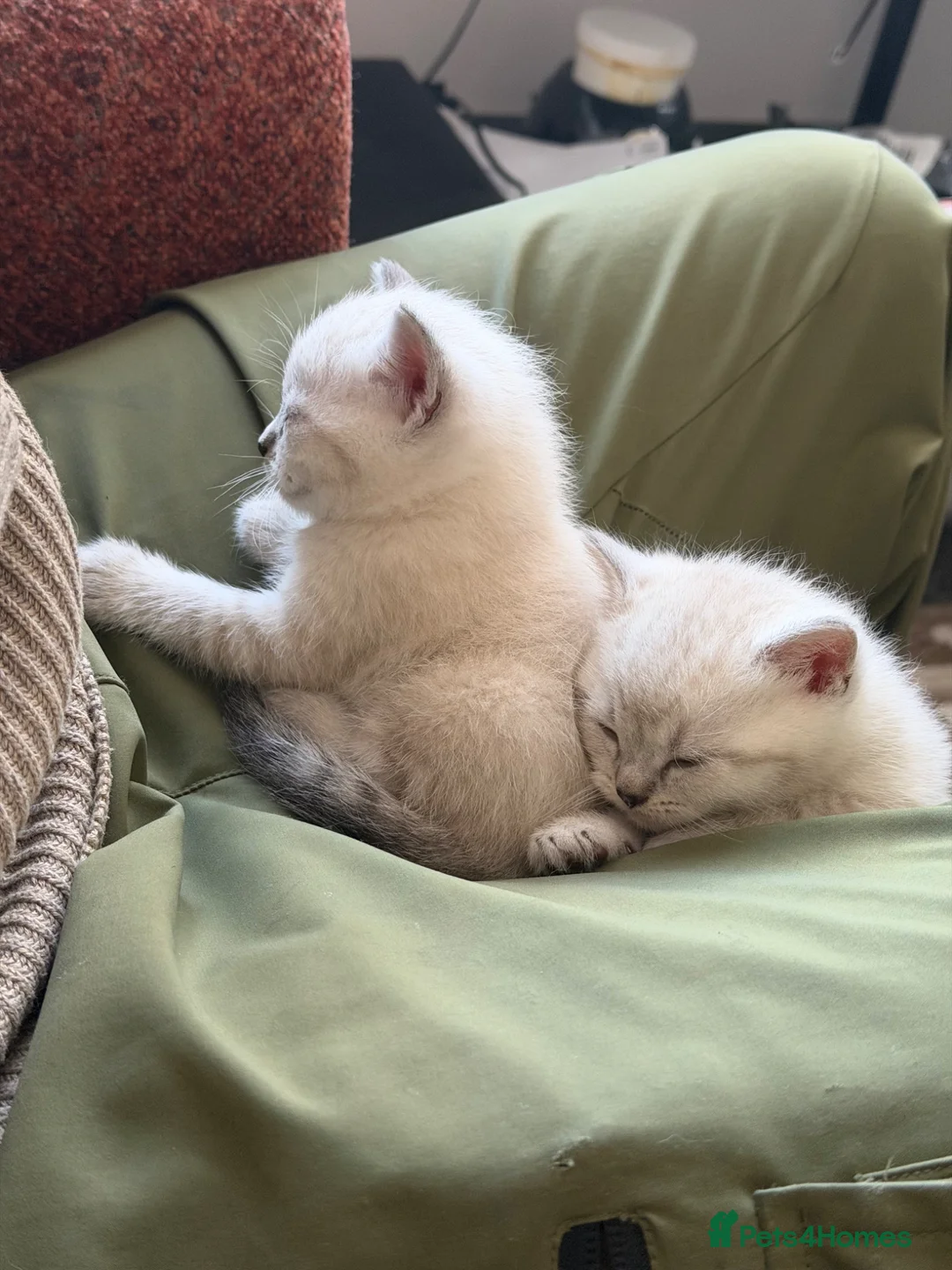 Mixed Breed cats for sale: Mixed breed kittens for Sale in Boston - Advert 2