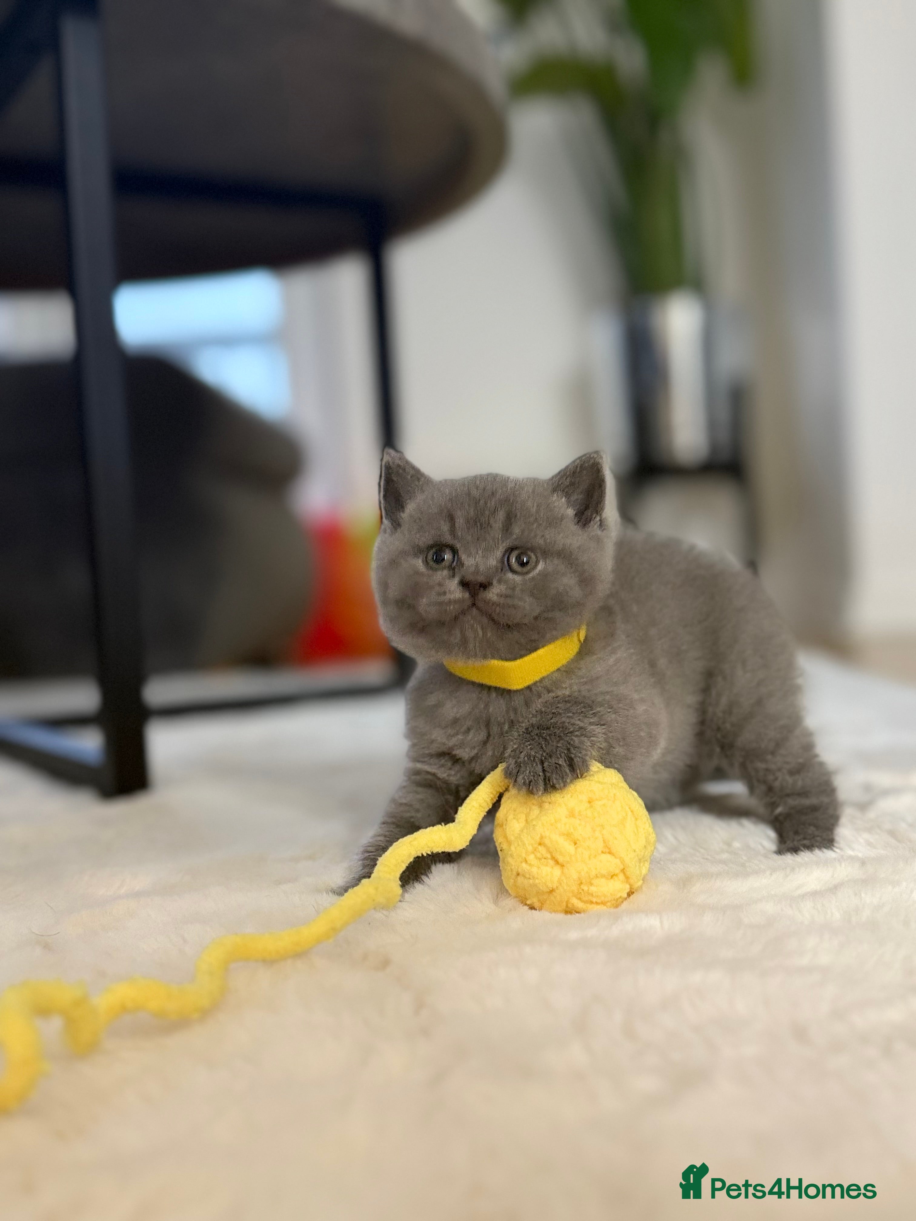 Scottish Fold cats Scottish straight  - Advert 13