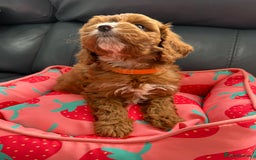 Cavapoo dogs for sale: Outstanding Red F1 cavapoo puppies H/C DNA CLEAR - Image 26