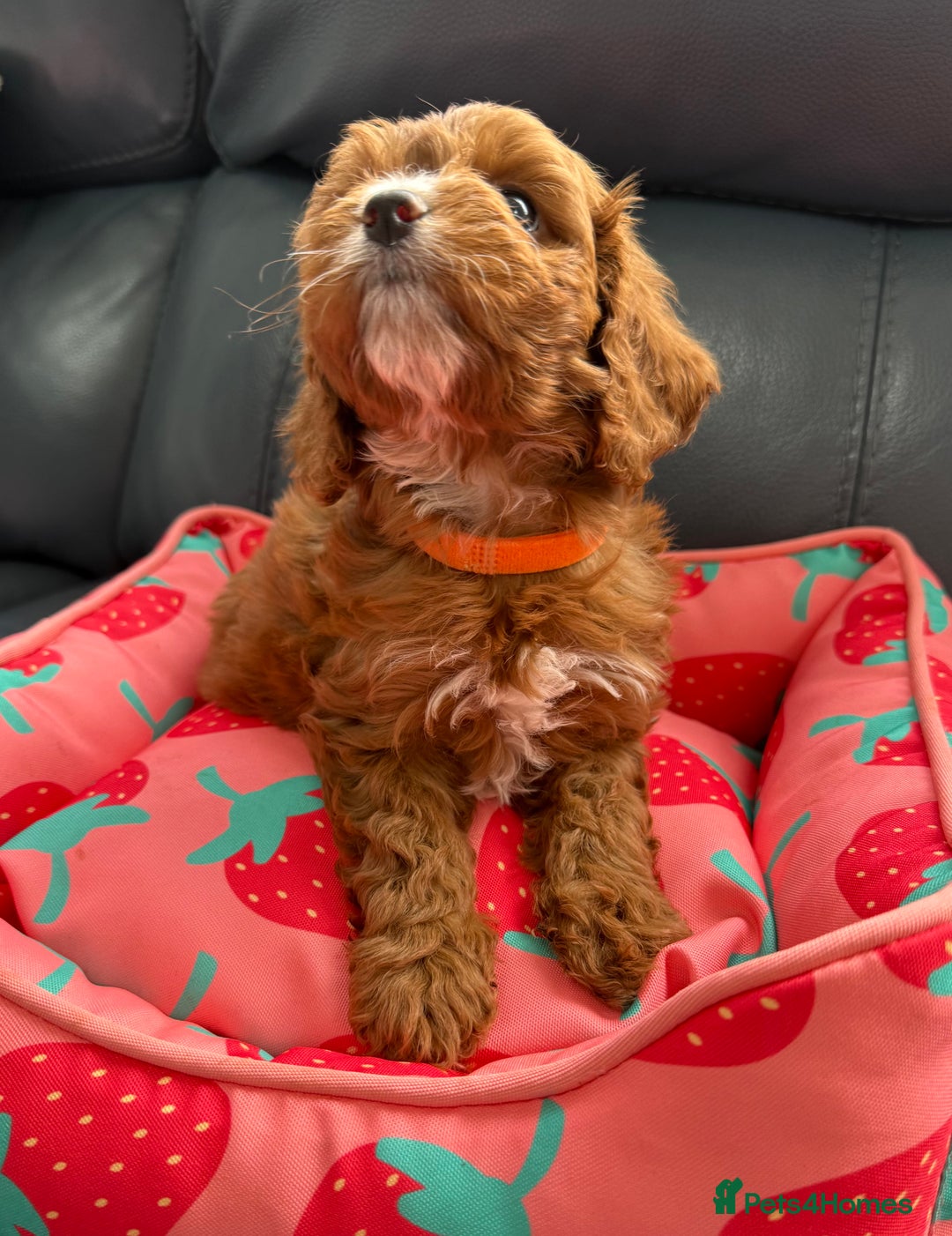 Cavapoo dogs for sale: Outstanding Red F1 cavapoo puppies H/C DNA CLEAR - Image 26