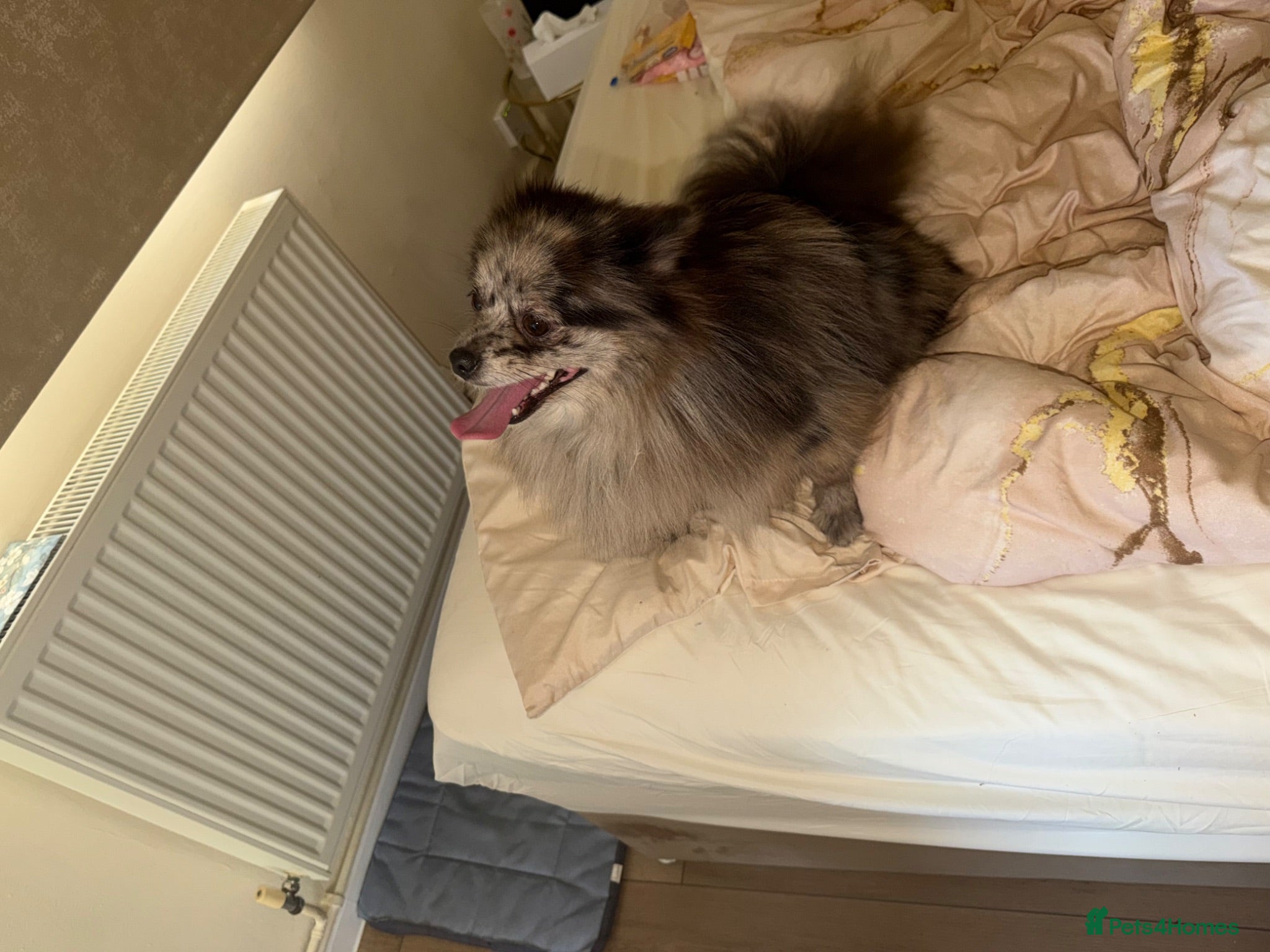 Pomeranian dogs Pomeranian puppies - Advert 14