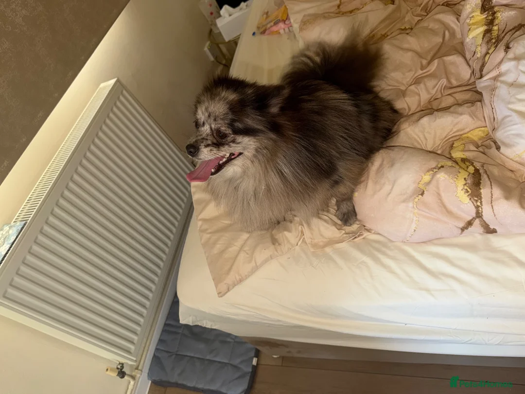 Pomeranian dogs for sale: Pomeranian puppies - Advert 1