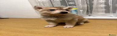 Shepsky 5
