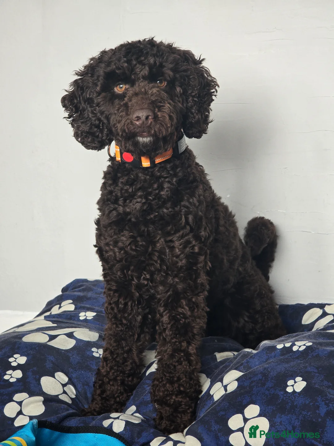 Cockapoo dogs for sale: Male cockapoo 12 months old - Advert 2