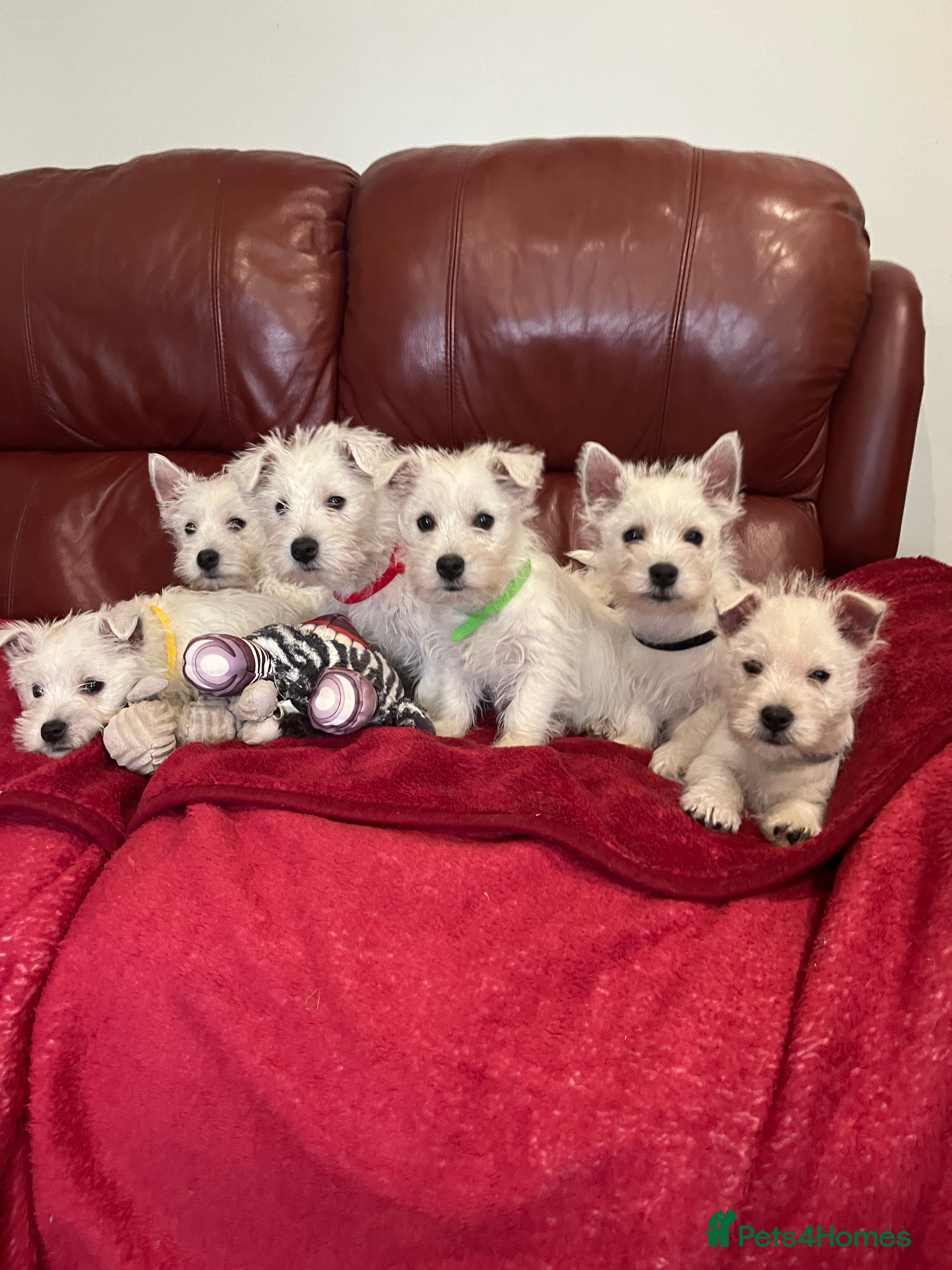 West Highland Terrier dogs Lovely litter of Westie Puppies - Advert 6