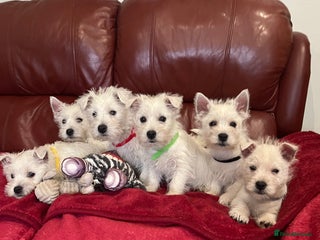 West Highland Terrier dogs Lovely litter of Westie Puppies - Advert 4