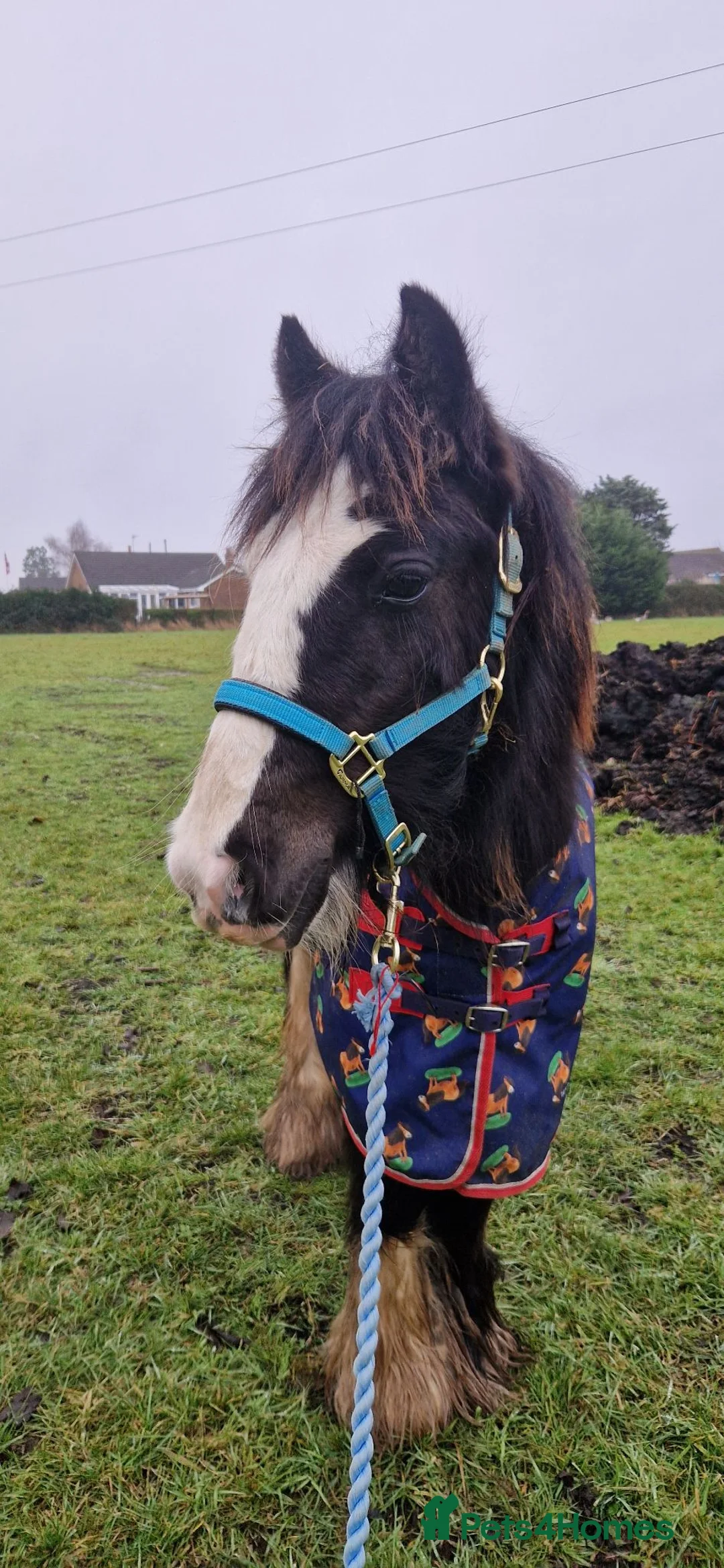 Welsh Section D horses for sale: 2 year old Elvis in Spilsby - Advert 9