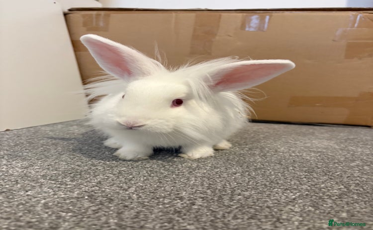 Mixed Breed rabbits Junior - male bun looking for a 🏡 - Advert 4