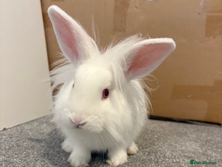 Mixed Breed rabbits Junior - male bun looking for a 🏡 - Advert 1