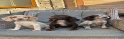 Cocker Spaniel dogs for sale: 3 cocker spaniels (council licensed breeders) - Advert 10