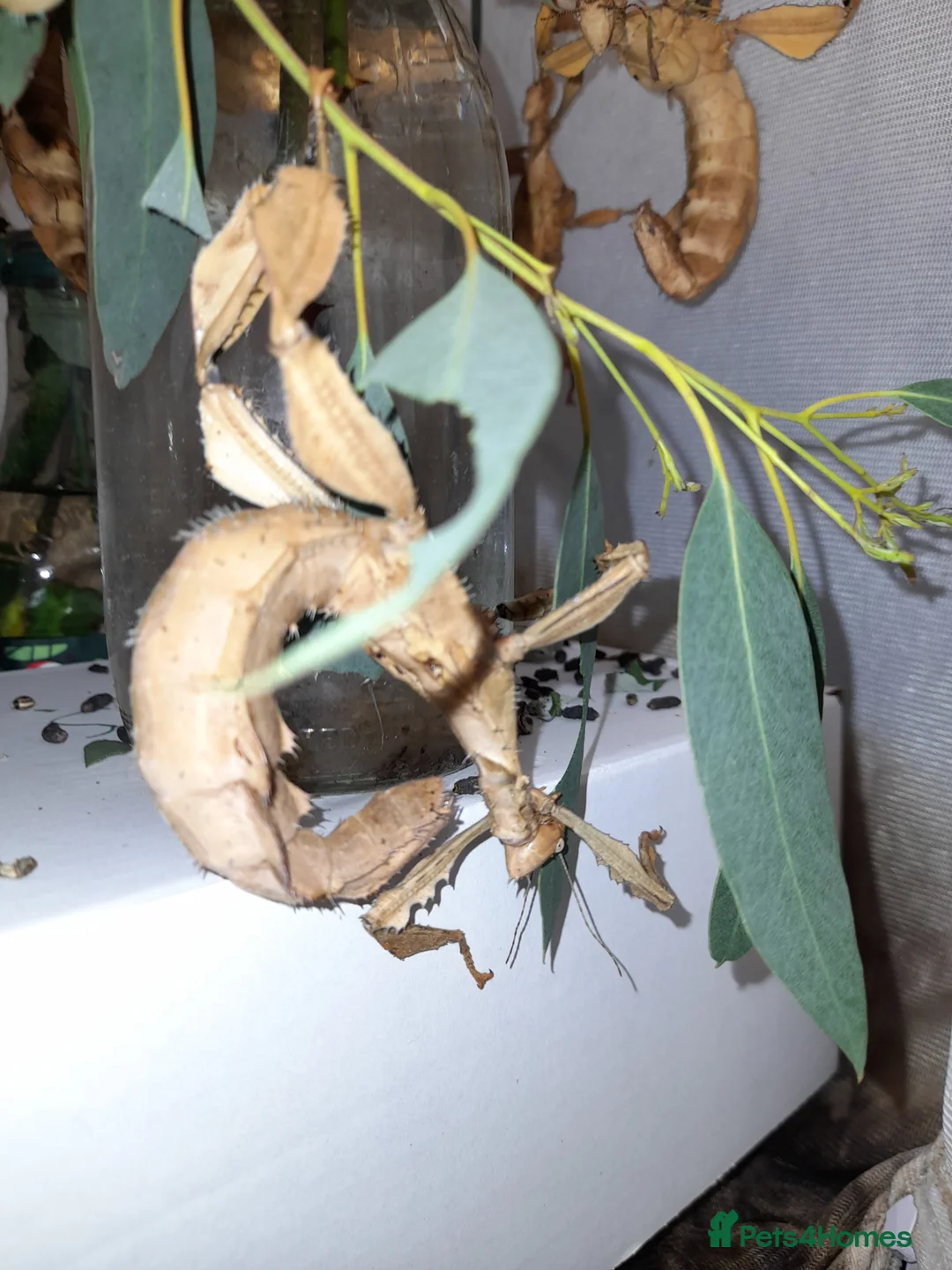 Stick Insects invertebrates for sale: Giant prickly stick insect - Advert 1