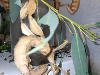 Stick Insects invertebrates for sale: Giant prickly stick insect - Advert 1