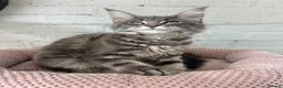 Maine Coon cats for sale: TICA Maine Coon Girls Ready Now DNA clear  - Advert 19