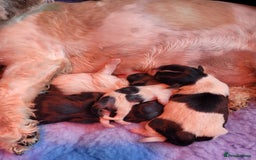 Shih Tzu dogs for sale: Beautiful Shih Tzu Puppies - Image 2