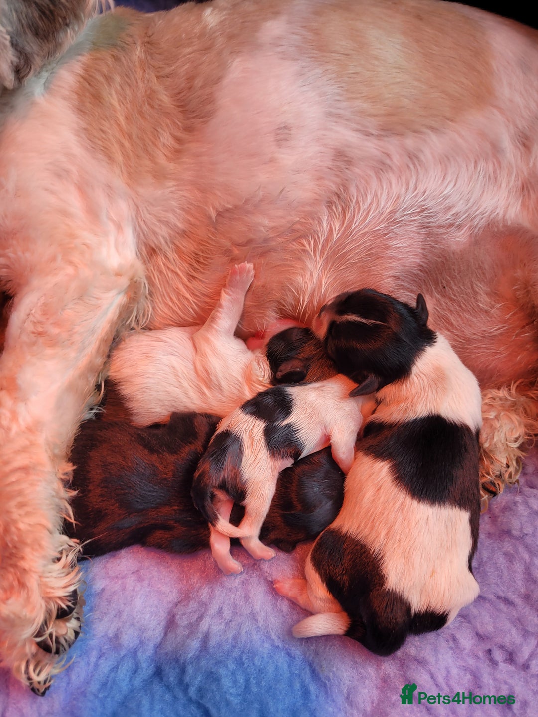 Shih Tzu dogs for sale: Beautiful Shih Tzu Puppies - Image 2