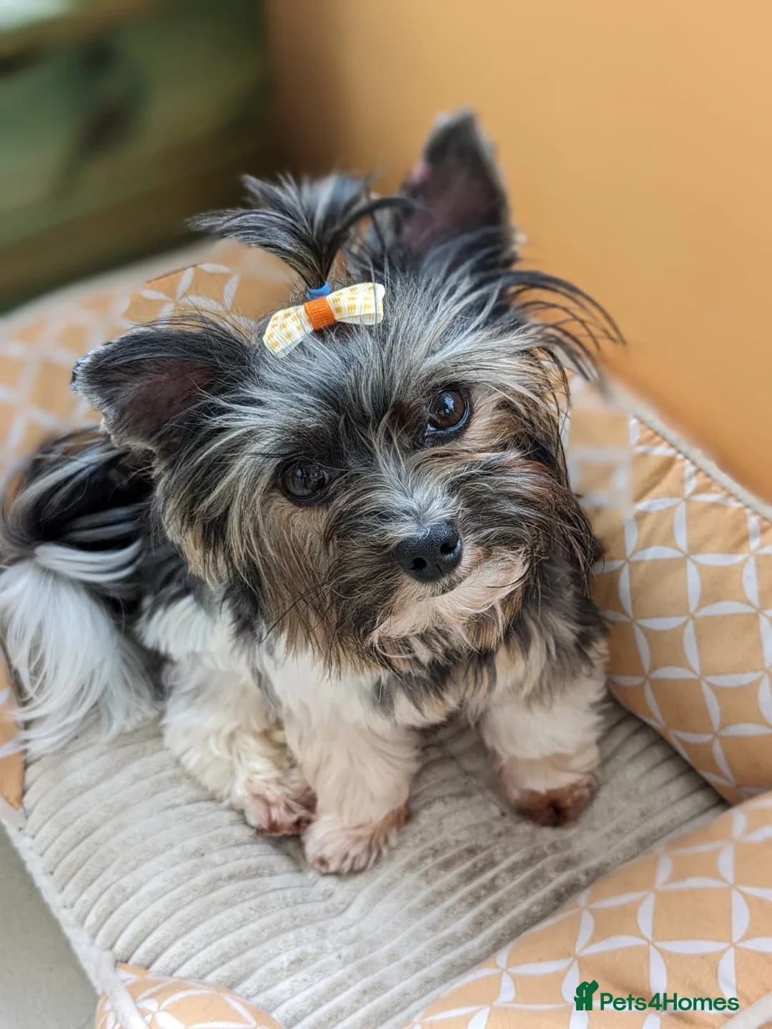 Yorkshire Terrier dogs for stud: Purebred BiewerTerrier/ColourfulYorkie Proven Stud in Merthyr Tydfil - Advert 20