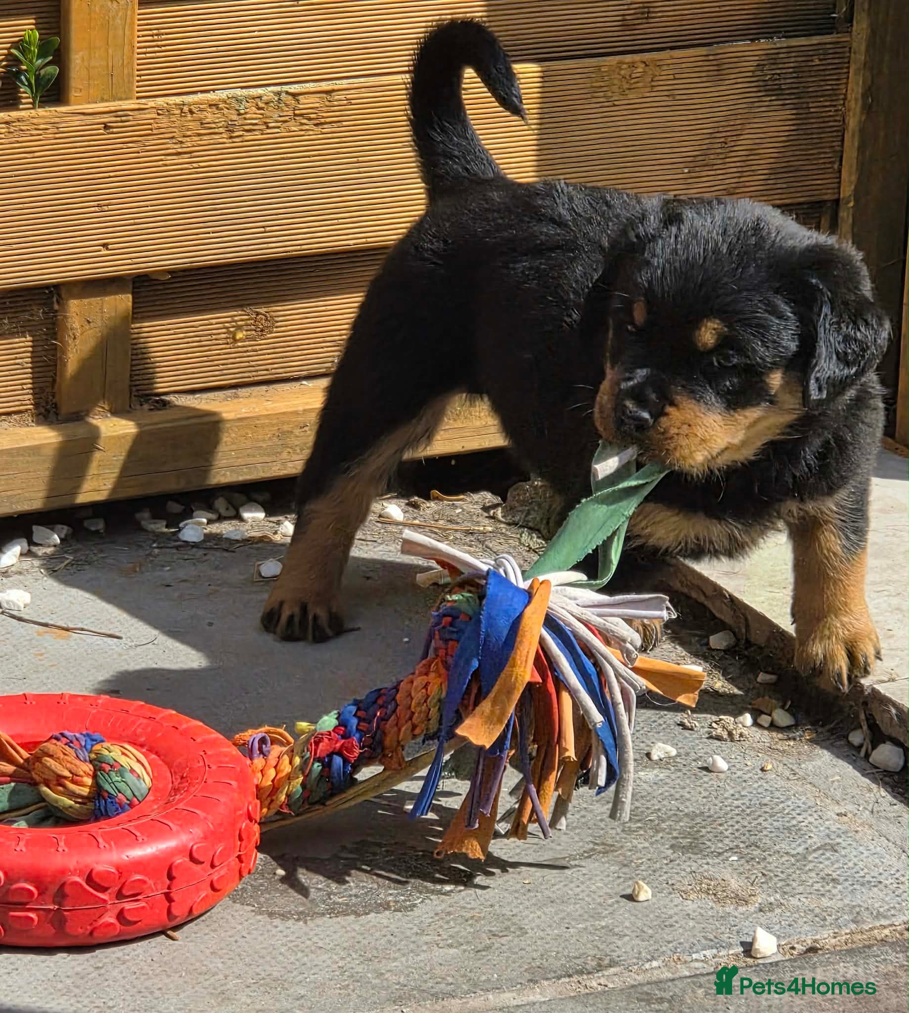 Rottweiler dogs Long haired Rottweiler  - Advert 4