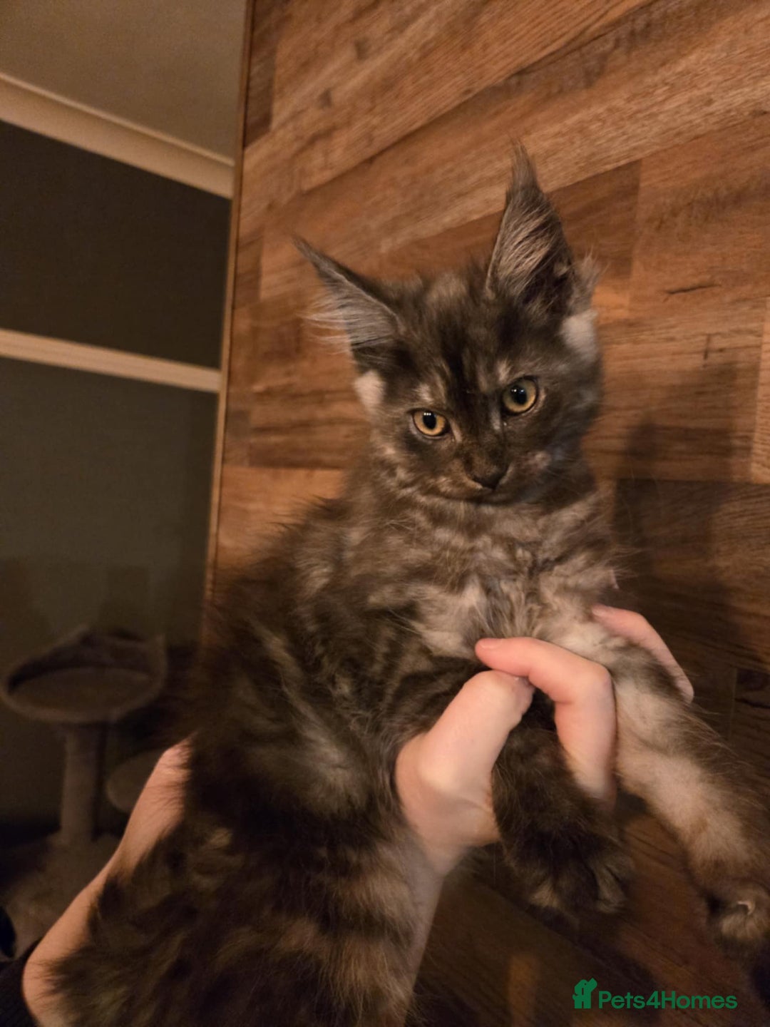 Maine Coon cats for sale: GCCF Maine Coon kittens 1 black F 1 black smoke M - Advert 25