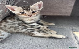 Bengal cats for sale: 3 Pedigree Bengal kittens, Male, for sale - Image 9