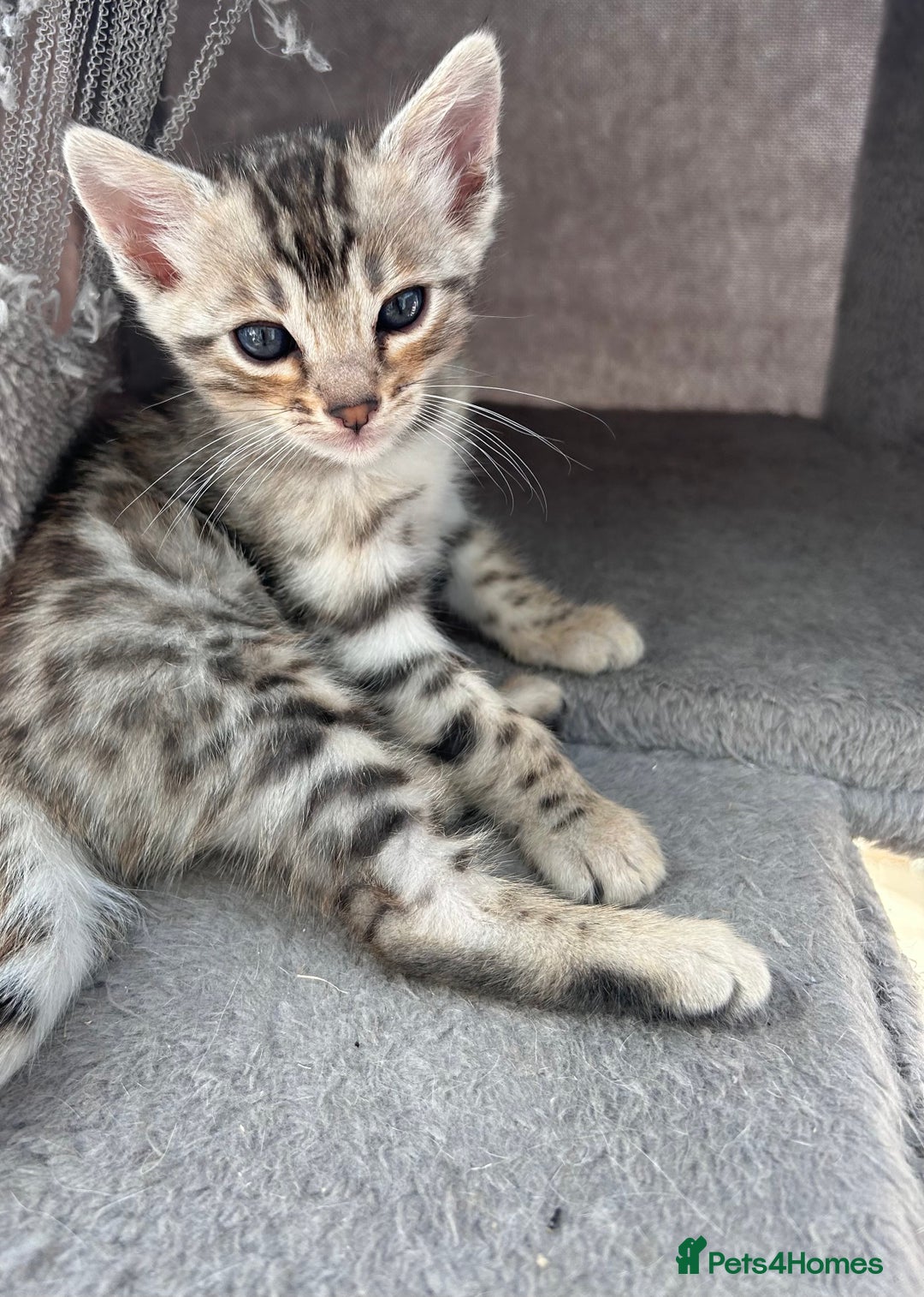 Bengal cats for sale: 3 Pedigree Bengal kittens, Male, for sale - Image 9