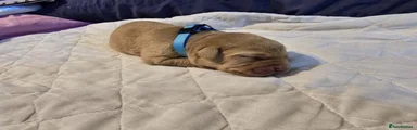 Labrador Retriever 2