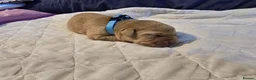 Labrador Retriever dogs for sale: Beautiful Labrador Retriever Puppies for sale. - Advert 6