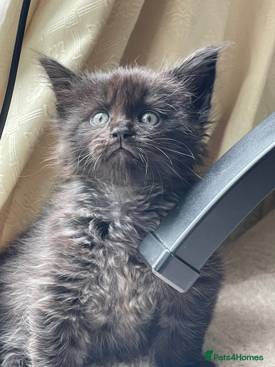 Maine Coon cats for sale: Maine Coon boy  - Advert 2
