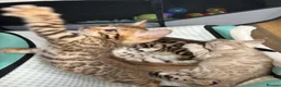 Bengal cats for sale: BEAUTIFUL BABY BENGALS FOR SALE  - Advert 9