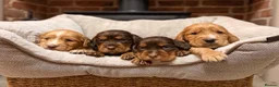 Cocker Spaniel dogs for sale: TOP CLASS KC COCKER SPANIELS  - Advert 10