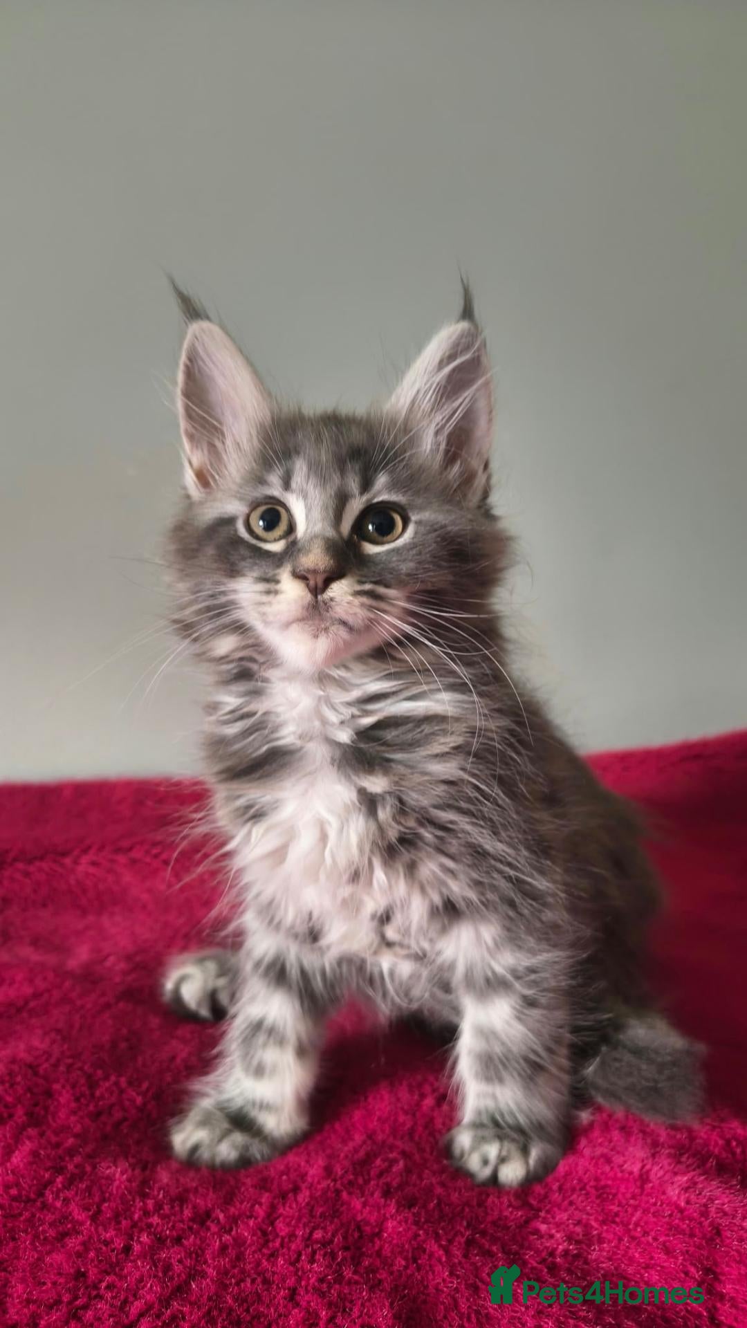 Maine Coon cats Tica registered Maine coon kittens - Advert 2