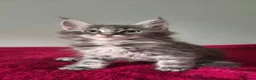 Maine Coon cats for sale: TICA registered Maine coon kittens - Advert 14