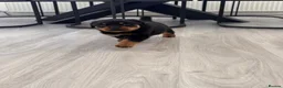Rottweiler dogs for sale: Stunning KC Reg Old Type Rottweiler Puppies  - Advert 6