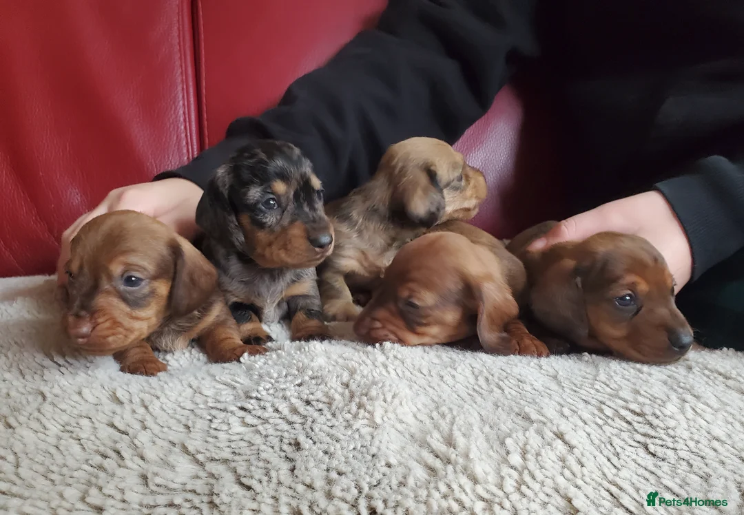 Miniature Dachshund dogs for sale: KC reg miniature wirehaired Dachshunds - Advert 3