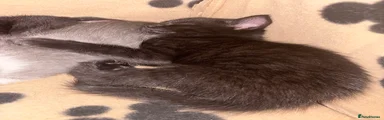 Kitten 4