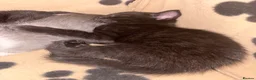 Mixed Breed cats for sale: 5 BEAUTIFUL KITTENS AVAILABLE  - Advert 3