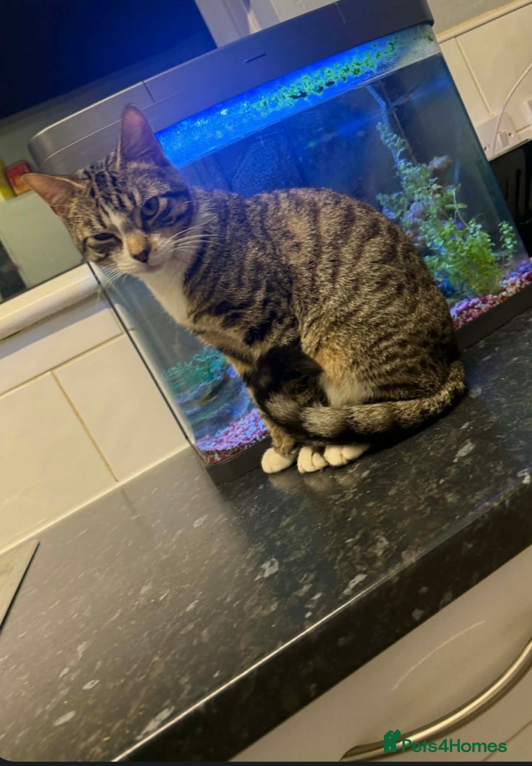 Mixed Breed cats for sale: 2 8 month old tabbys available  - Advert 2