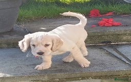 Cocker Spaniel dogs for sale: Cocker spaniel puppies for sale  - Image 7