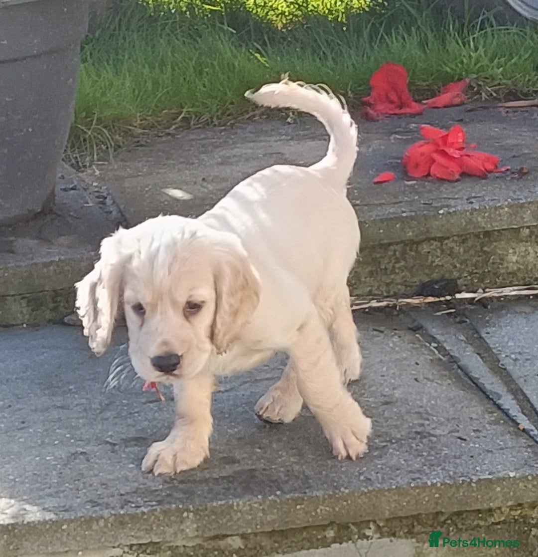 Cocker Spaniel dogs for sale: Cocker spaniel puppies for sale  - Image 7