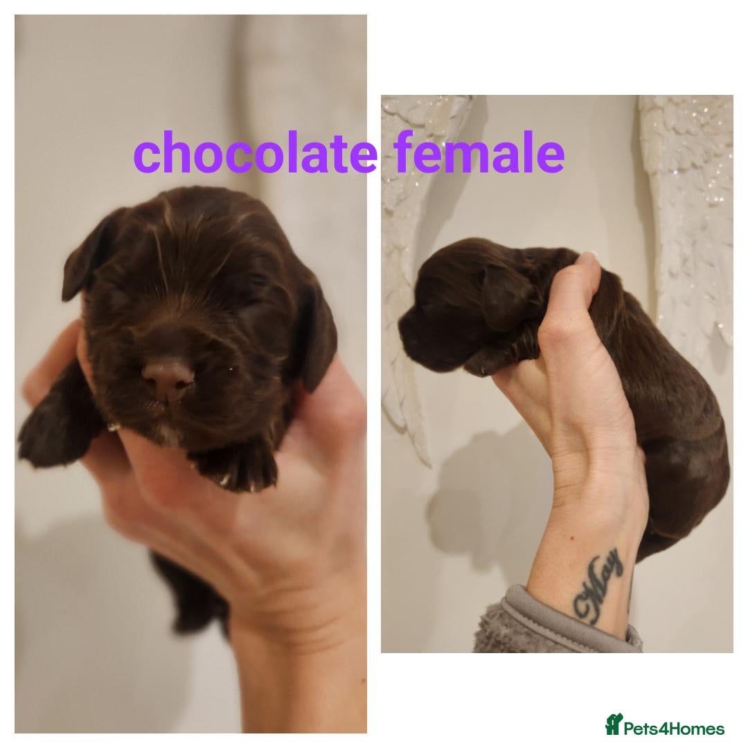 Cocker Spaniel dogs for sale: Stunning KC working cocker spaniel puppies  - Advert 2